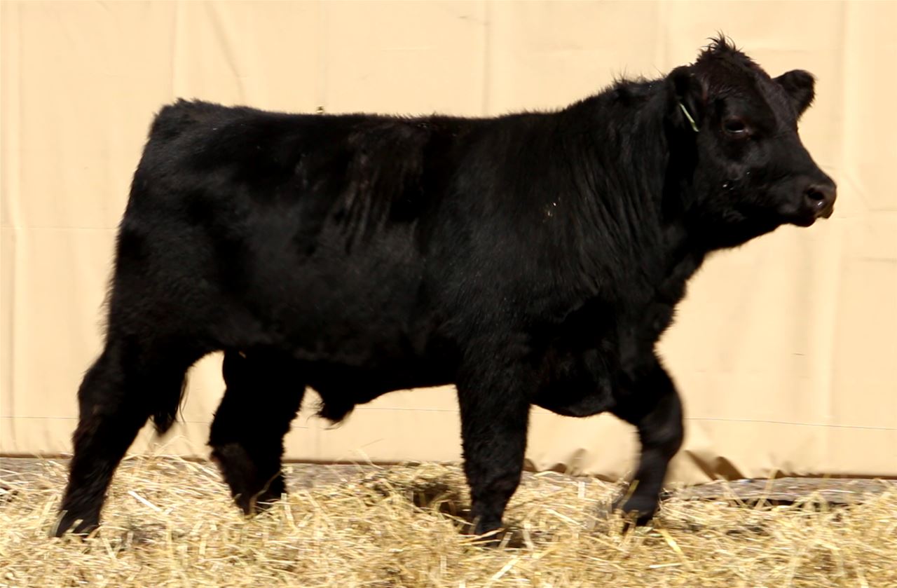 Best Black Bulls